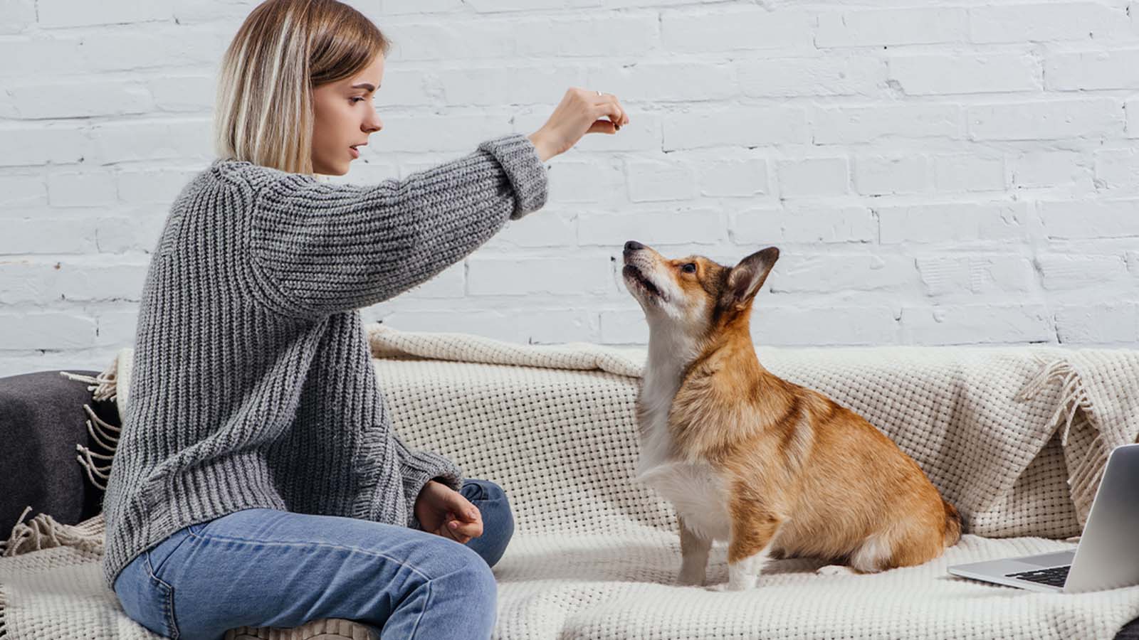 Women training a dog to sit with a treat