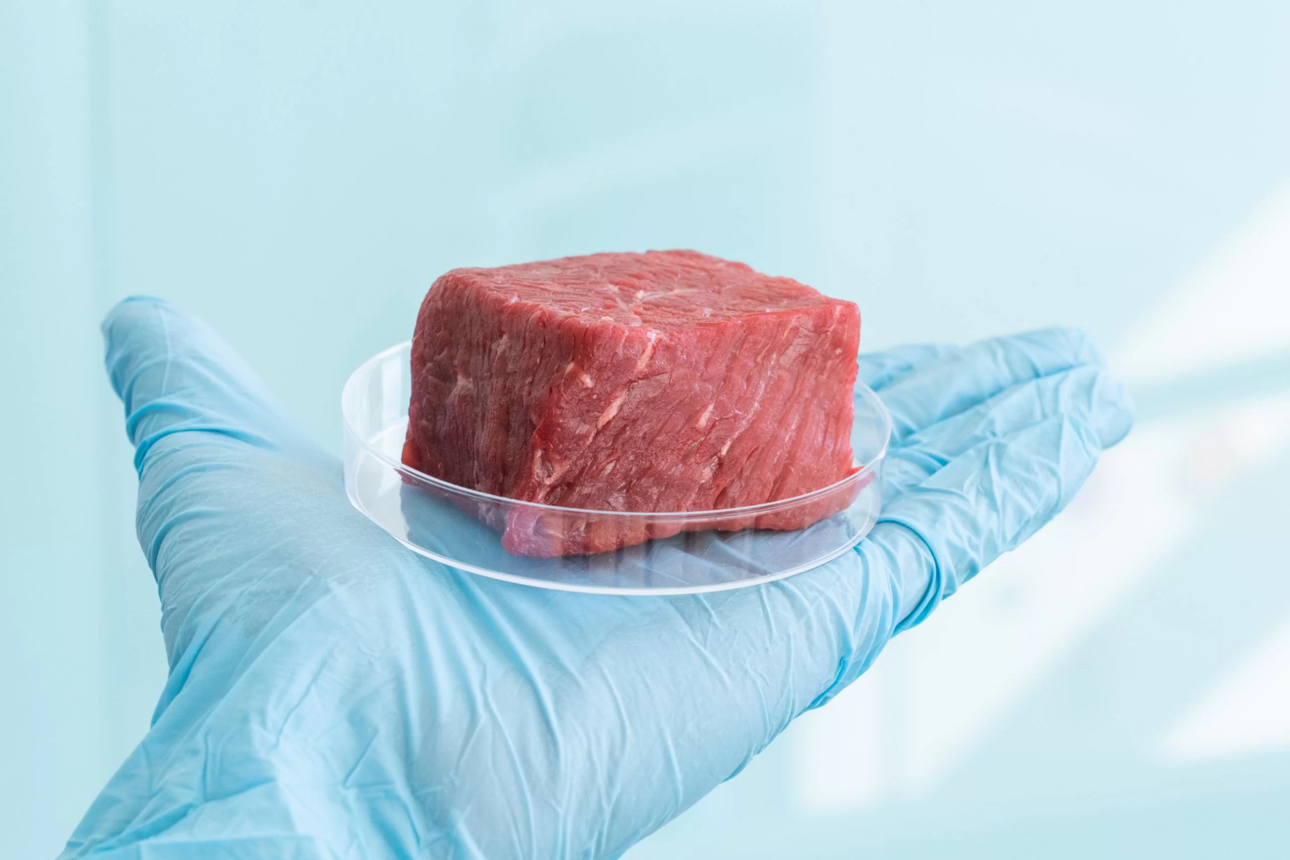 Lab grown meat in a petri dish on a gloved hand