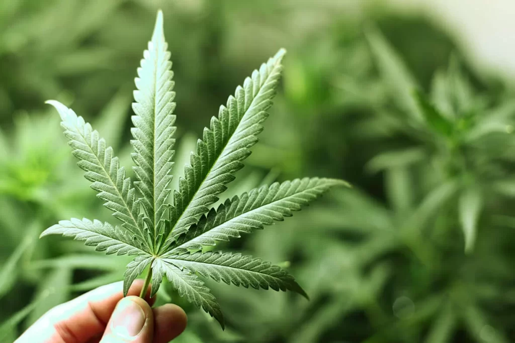 Cannabis leaf